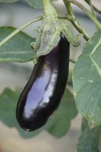 Aubergine violette brillante en pleine croissance attachée à sa tige verte avec feuilles de plant d'aubergine en arrière-plan