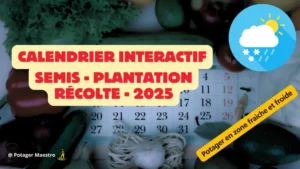 Calendrier interactif 2025 des semis, plantations et récoltes pour potagers en zones fraiches et froides