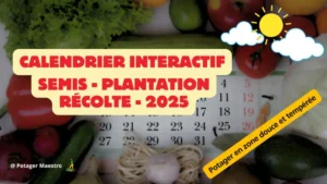 Calendrier interactif 2025 des semis, plantations et récoltes pour potagers en zones douces et tempérées