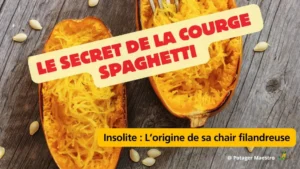 Courge spaghetti coupée en deux montrant sa chair orange filandreuse caractéristique en forme de spaghettis végétaux