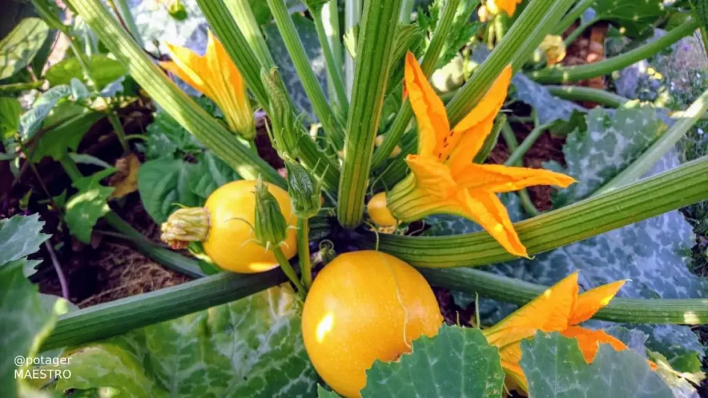 Plant de courgettes avec fruits ronds et fleurs jaunes cultivées chez Potager Maestro