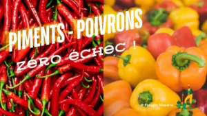 Contraste entre piments rouges piquants et poivrons colorés jaunes et oranges illustrant la culture zéro échec pour potager