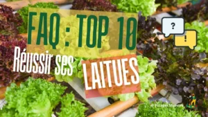 Faq top 1o laitues potager maestro