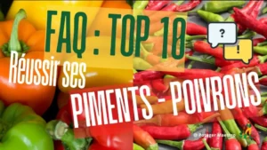 Variété colorée de piments et poivrons rouges, verts, jaunes et oranges illustrant le guide FAQ de culture réussie
