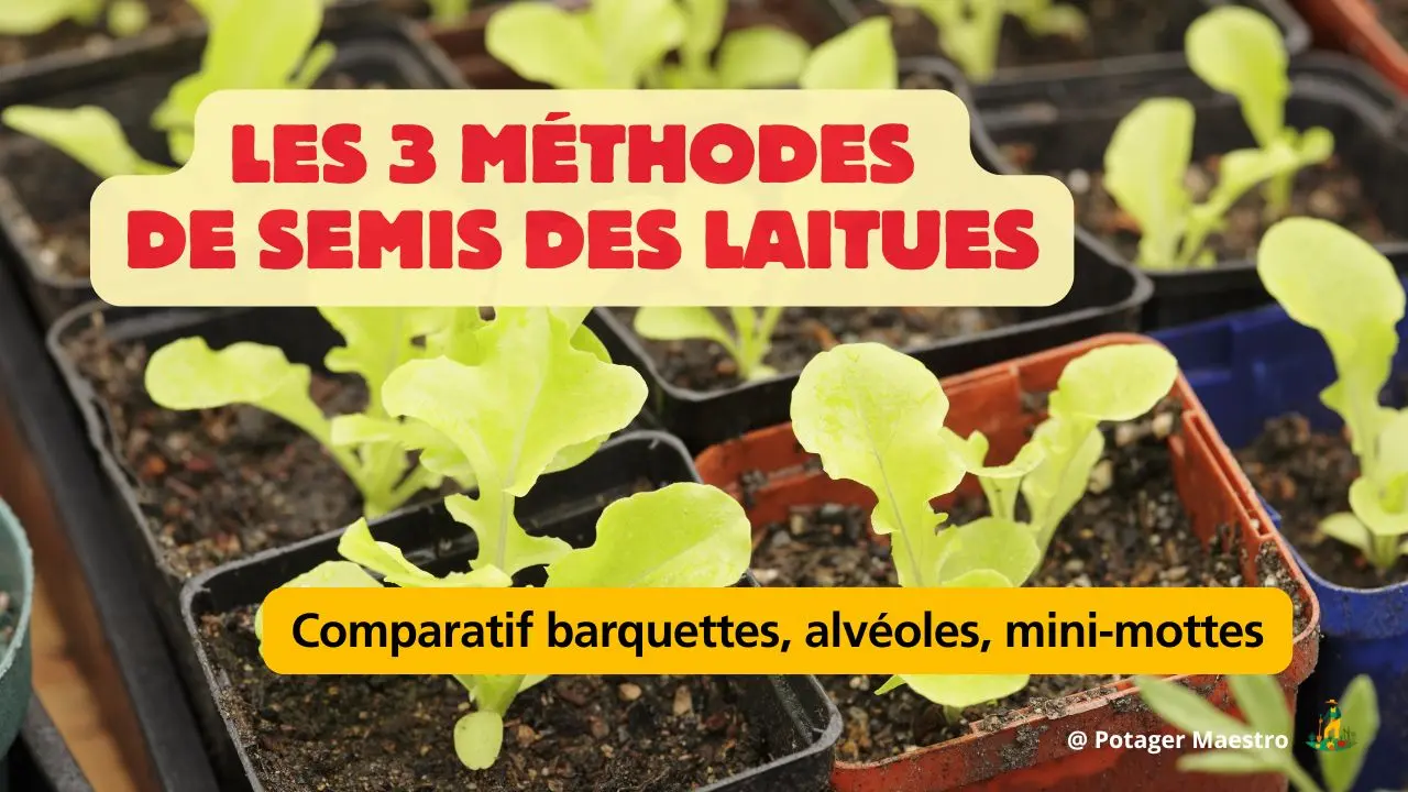 Plantules de laitues en barquettes - Comparatif des 3 méthodes de semis : barquettes, alvéoles et mini-mottes - Potager Maestro