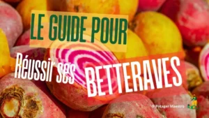 Bannière guide de culture des betteraves avec assortiment coloré de betteraves rouges et Chioggia coupées montrant leurs anneaux