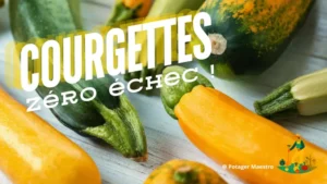 Courgettes culture sans echec potager maestro