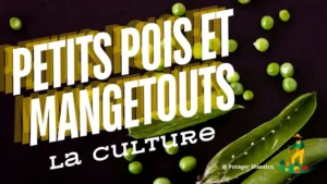 Culture petits pois mangetouts