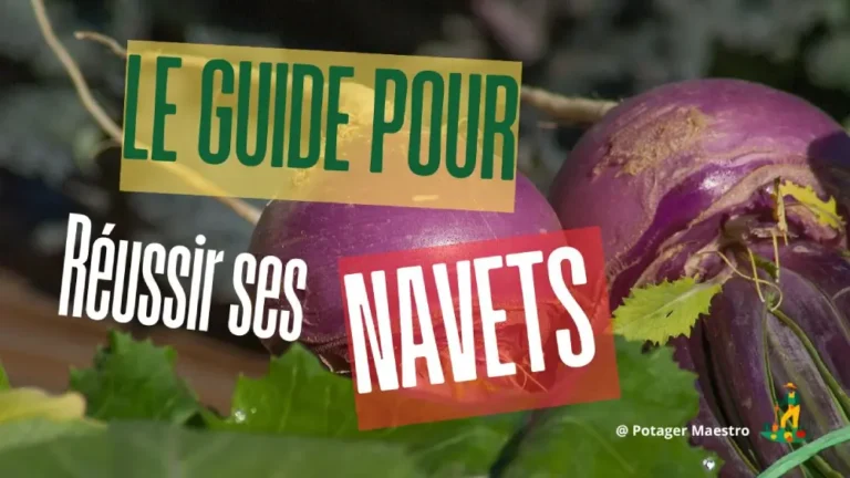 Navets violets et mention guide pour réussir les navets