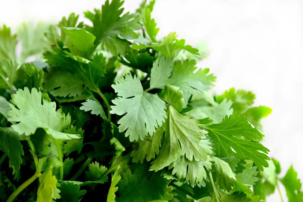 Feuilles de persil plat fraîchement coupées montrant leur forme caractéristique et leur couleur verte intense, riches en vitamines