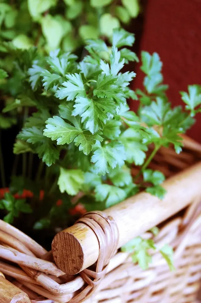 Persil plat cultivé en panier d'osier, méthode de culture en pot idéale pour balcon ou cuisine, feuillage vert et brillant