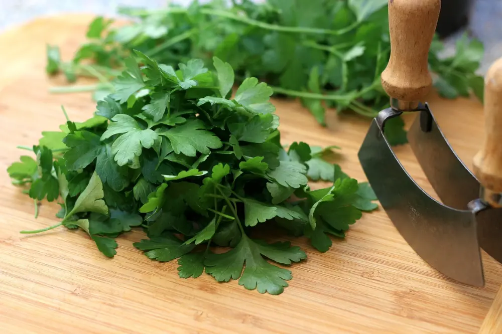 Persil plat frais récolté sur planche à découper en bois avec hachoir, prêt à être utilisé en cuisine