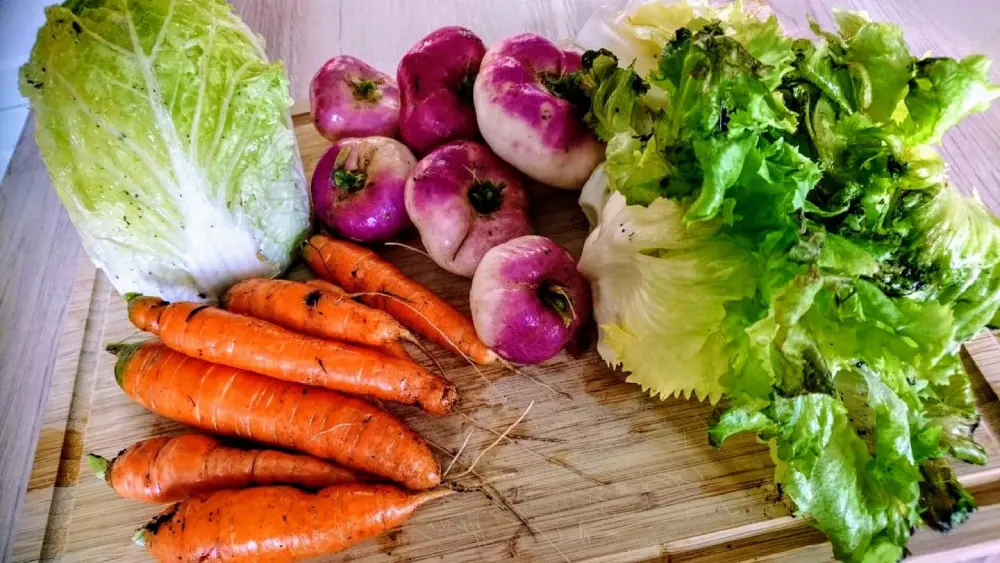Légumes frais sur planche - carottes oranges, navets violets et deux variétés de laitue verte