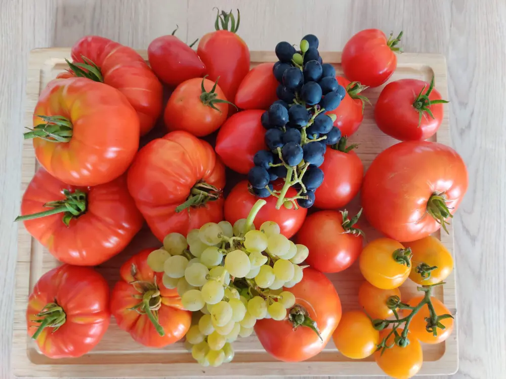 Assortiment coloré de tomates anciennes de différentes formes et tailles avec raisins, récolte d'été naturelle
