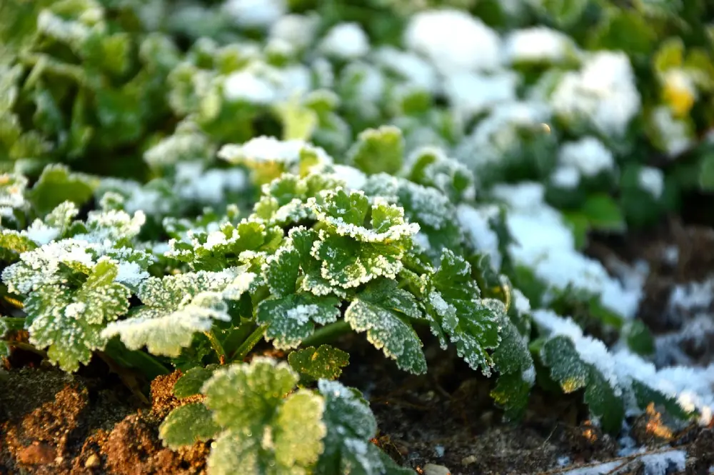 Plants de persil résistant au gel avec givre matinal, démontrant la tolérance aux basses températures pendant la culture hivernale