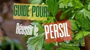 Infographie "Guide pour réussir le persil" avec feuilles de persil frais en arrière-plan, ressource visuelle pour jardiniers débutants