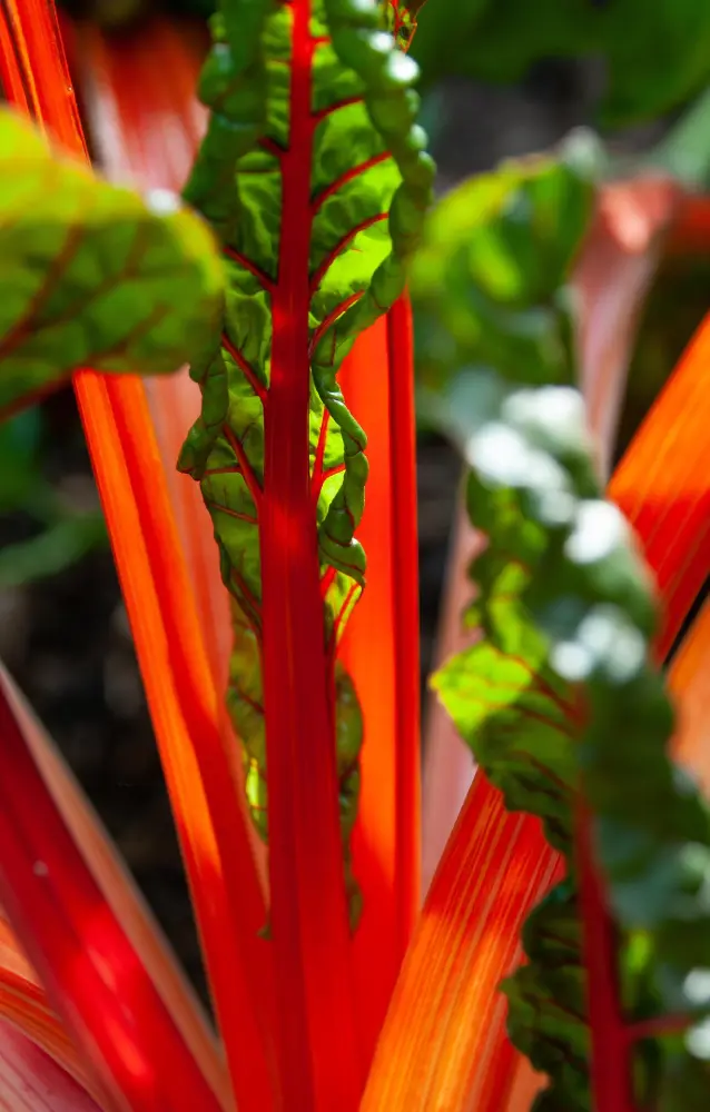 Blettes ensoleillées avec cardes rouge-orangé vibrantes et feuilles vertes montrant une structure foliaire détaillée