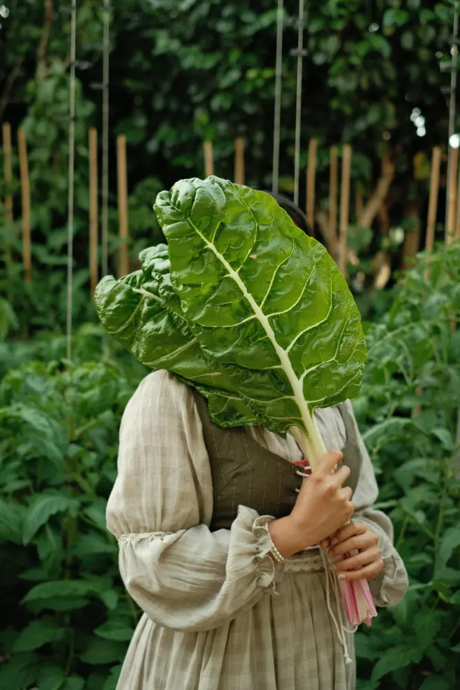 Grande feuille de blette verte tenue devant le visage d'une personne dans un jardin avec des plantes en arrière-plan