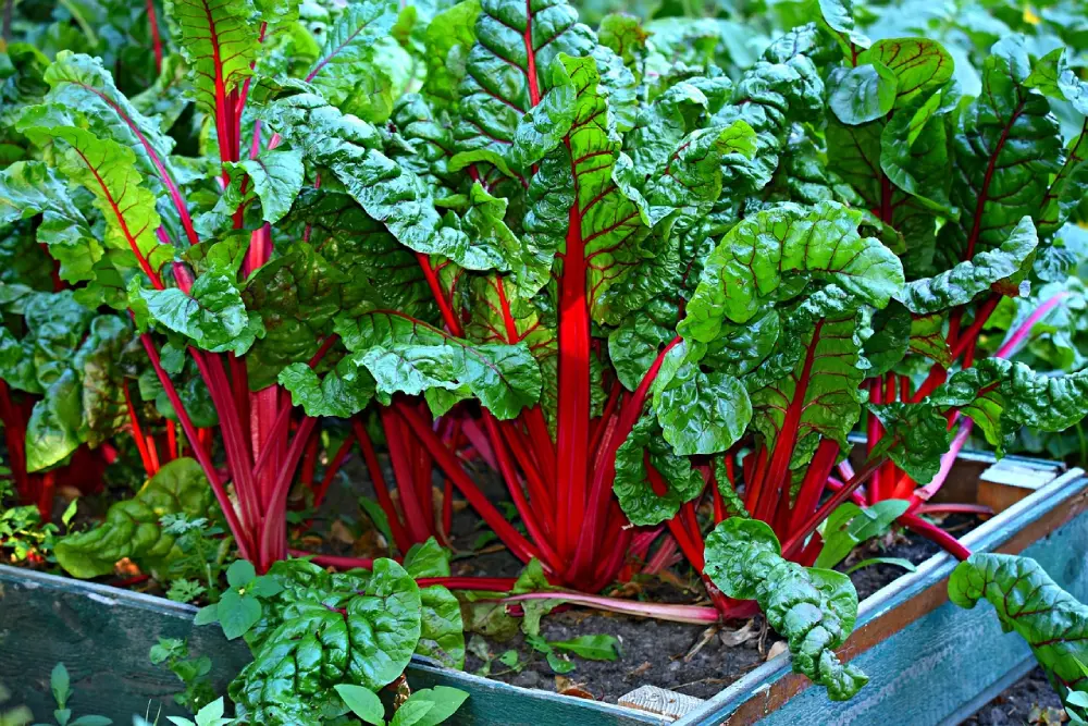Plants de blettes poussant dans un carré de jardin avec tiges rouge vif et feuilles vertes brillantes dans un contenant en bois