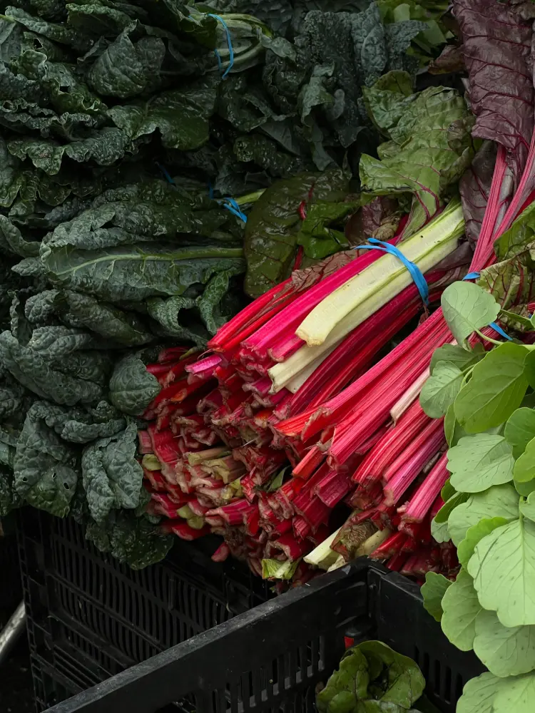 Bottes de blettes récoltées avec tiges rouges et feuilles vert foncé dans des caisses de marché avec attaches bleues