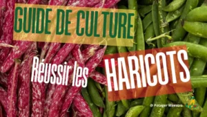 Guide complet de culture des haricots : variétés colorées pour potager réussi