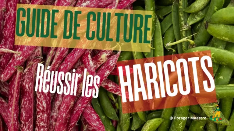 Guide complet de culture des haricots : variétés colorées pour potager réussi