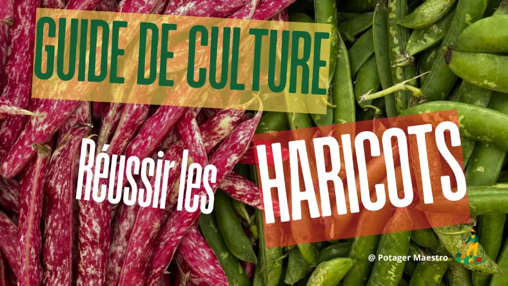 Guide complet de culture des haricots : variétés colorées pour potager réussi