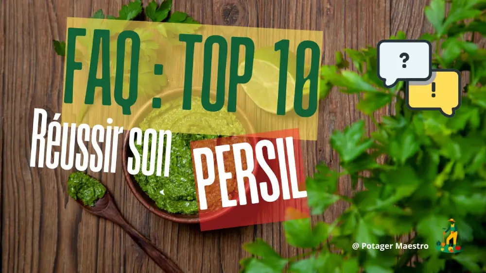 FAQ culture du persil : top 10 conseils pratiques pour semer et récolter du persil frais toute l'année