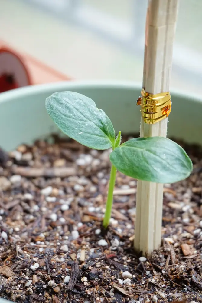 Jeune plant de concombre attaché à un tuteur avec clip doré, croissance en pot avec terreau
