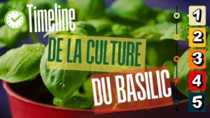 Timeline de la culture du basilic : guide chronologique pour semer, planter et récolter du basilic frais