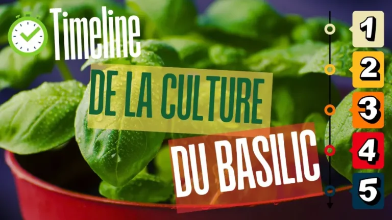 Timeline de la culture du basilic : guide chronologique pour semer, planter et récolter du basilic frais