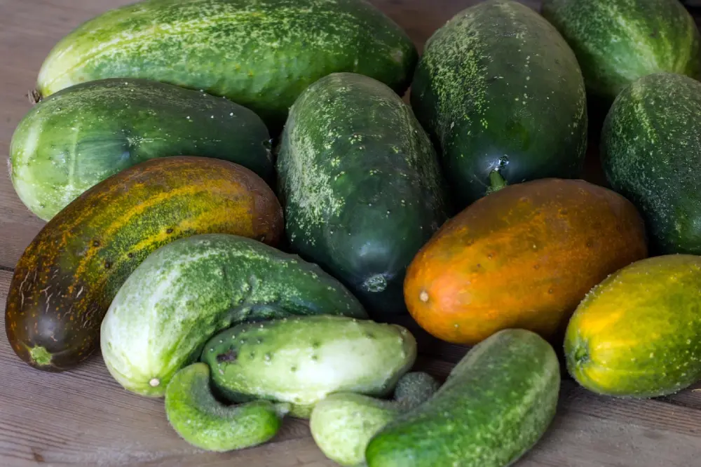 Concombres biologiques frais de différentes tailles et stades de maturité sur surface en bois, variétés vertes et jaunes