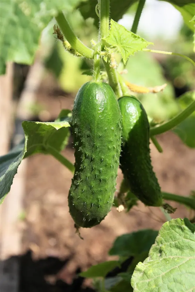 Jeunes concombres poussant sur tige avec texture épineuse, couleur vert vif et petites fleurs jaunes dans le jardin