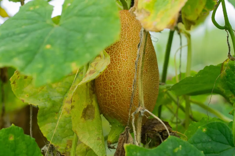 Concombre en croissance sur tige avec peau texturée et craquelée