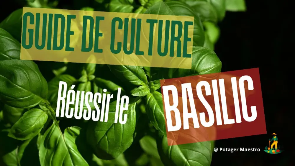 Guide de culture pour réussir la plantation du basilic - conseils pratiques pour jardinage et aromates - Potager Maestro