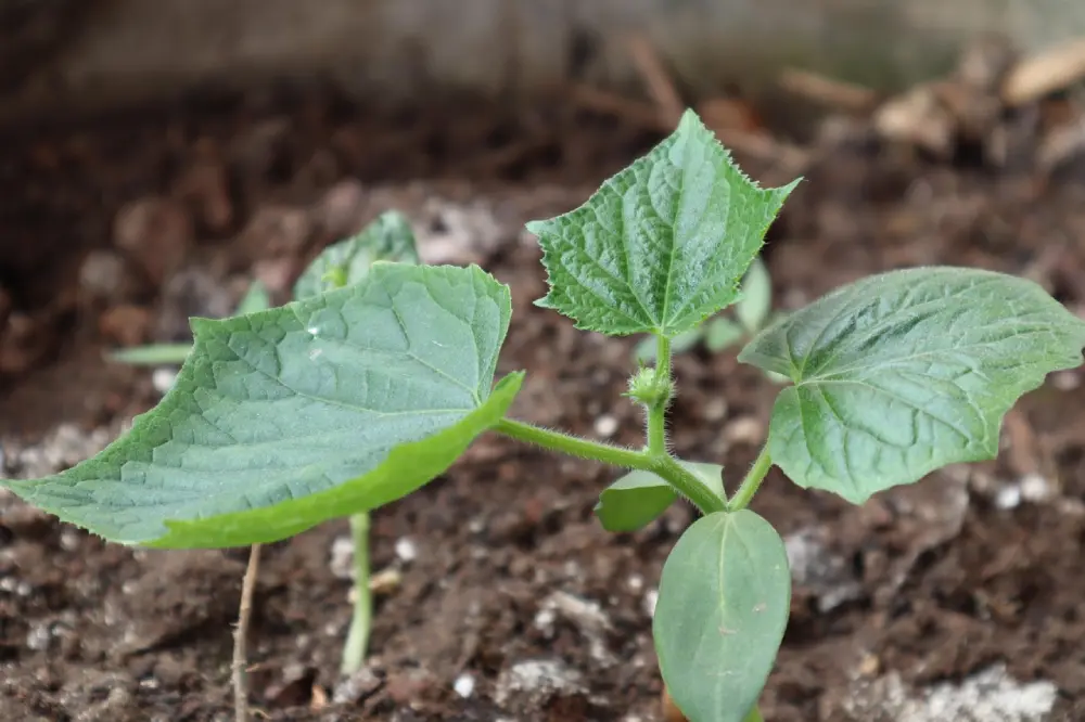Jeune plant de concombre avec feuilles dentelées distinctives poussant dans un sol foncé, stade précoce de développement