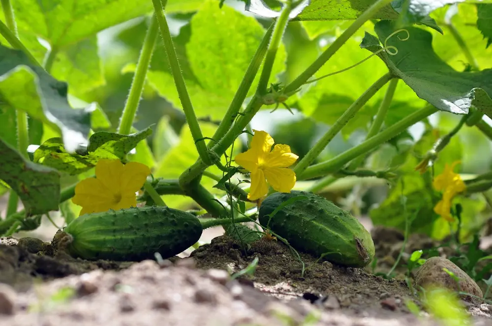 Concombres poussant dans la terre du jardin avec fleurs jaunes éclatantes, plants avec tiges et feuilles vertes