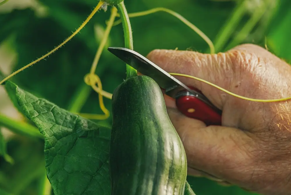Main récoltant un concombre avec petit couteau, technique de récolte appropriée dans potager avec feuilles et tiges vertes