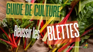 Couverture du guide de Potager Maestro pour cultiver des blettes avec texte 'Guide de culture : Réussir les blettes