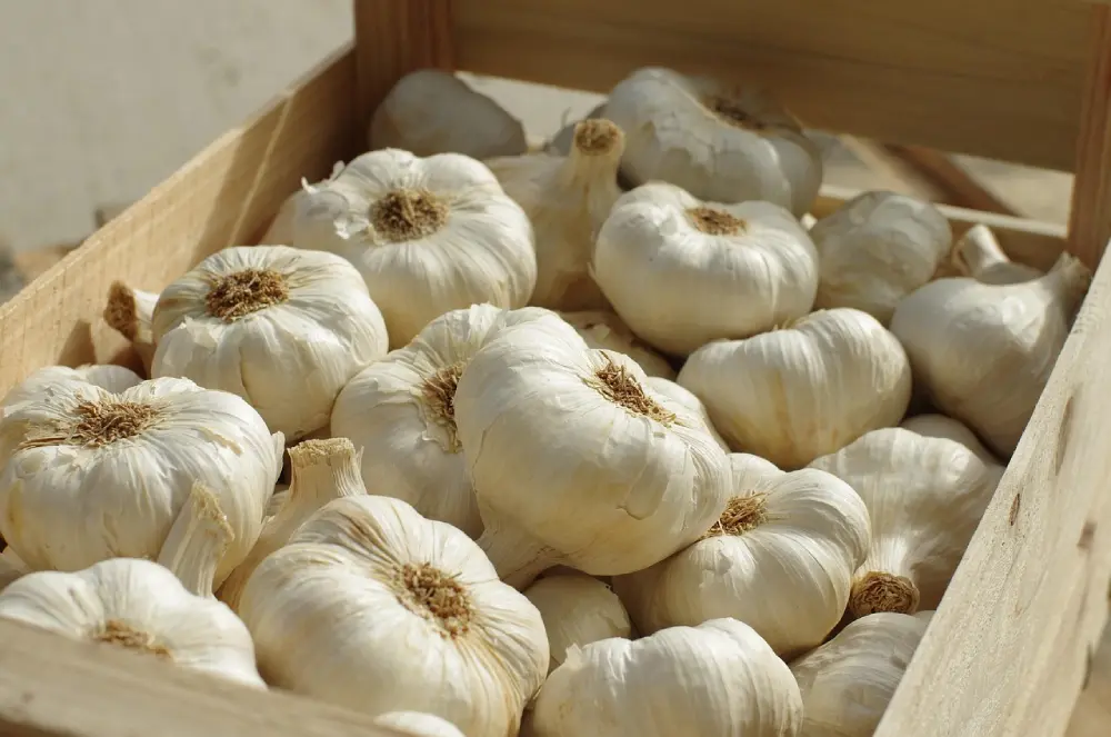 Caisse en bois remplie de têtes d'ail blanc récoltées montrant des produits de qualité bio