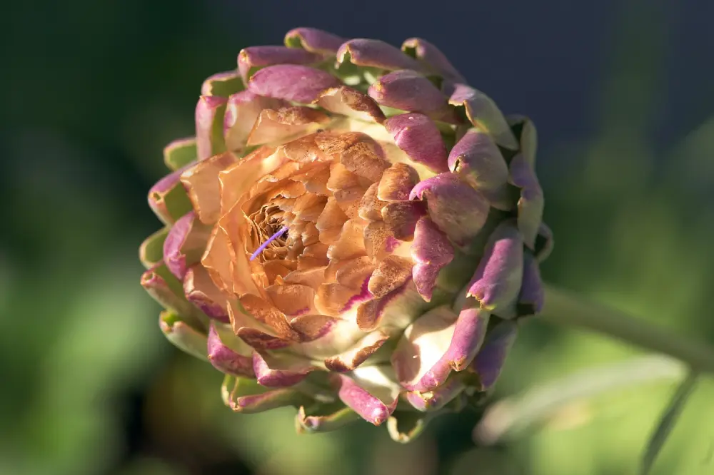 Artichaut violet de Provence épanoui montrant le cœur - variété culture potager