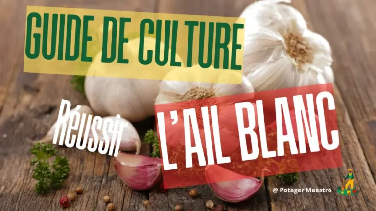 Guide de Culture - Réussir L'AIL BLANC image éducative pour jardiniers