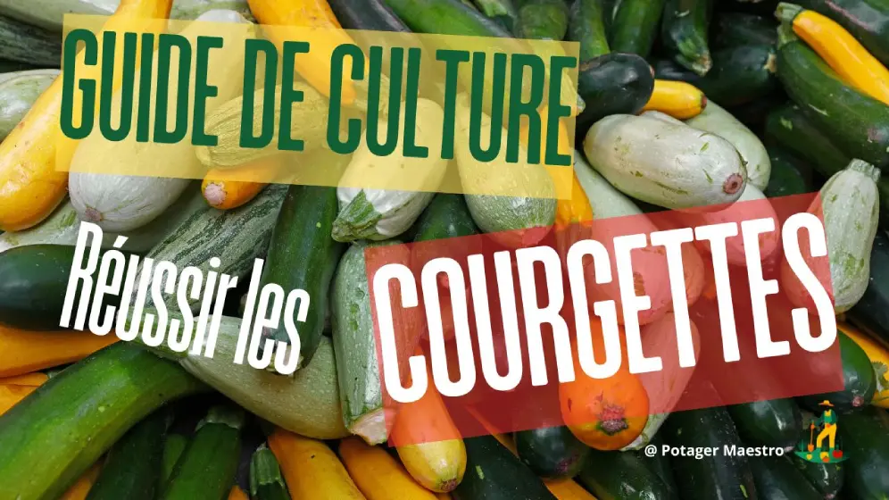 Guide culture courgettes, réussir variétés courges potager, conseils jardinage