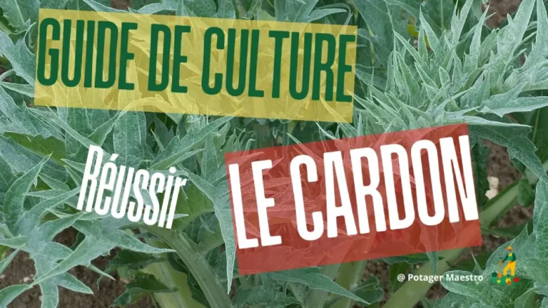 Guide culture cardon - conseils jardinage pour réussir la plantation des cardons