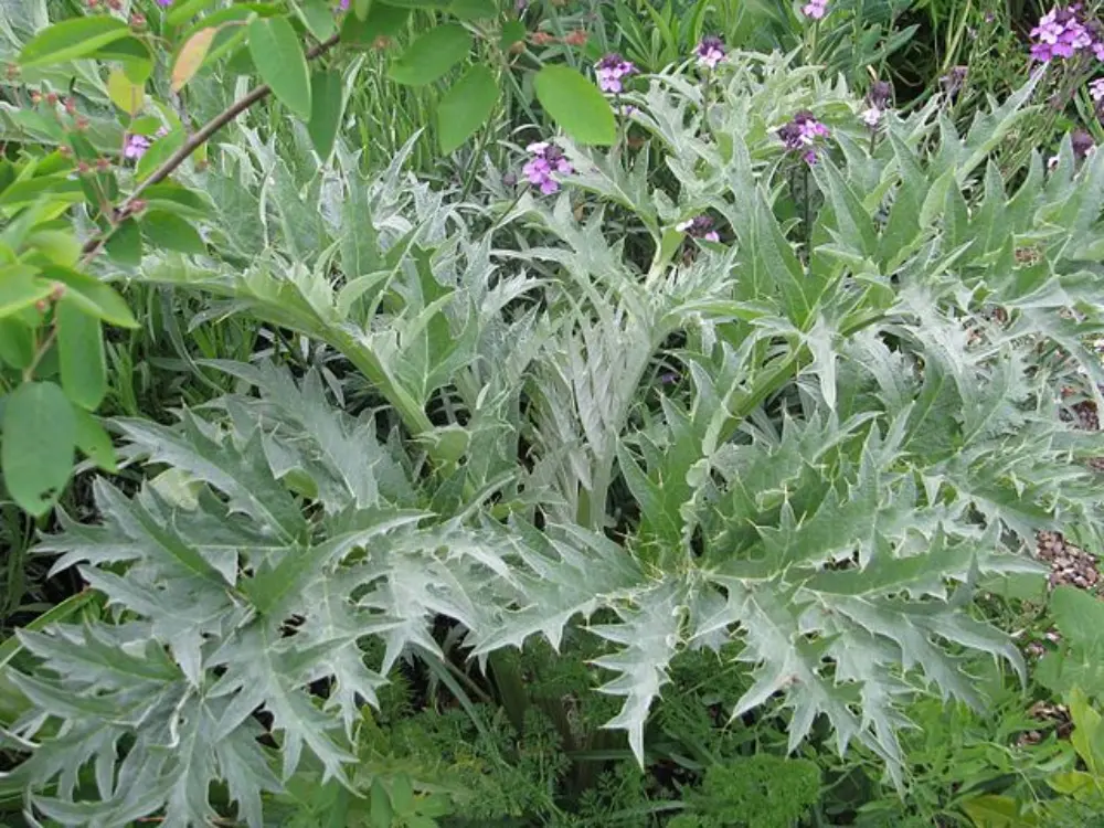Cardon mature avec des feuilles argentées dans un jardin potager