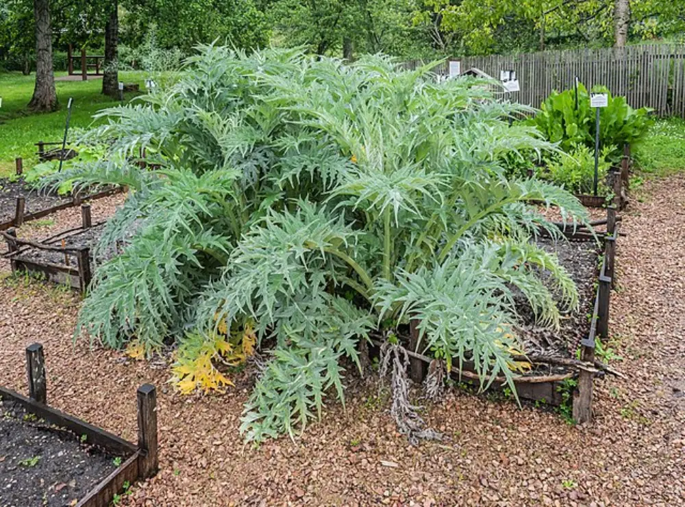 Plantation de cardons matures dans jardin communautaire