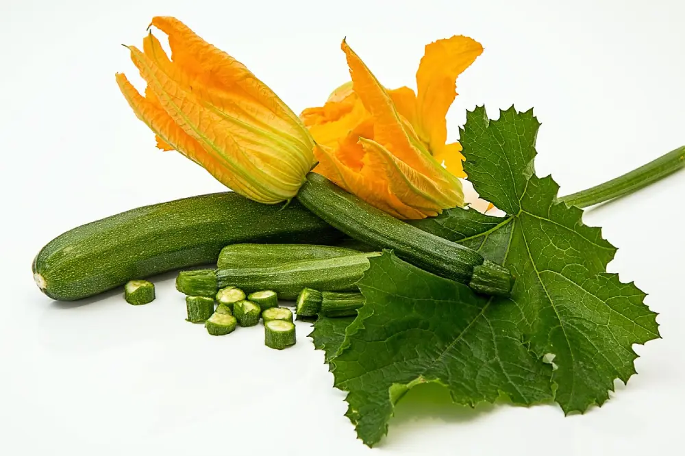 Fleur de courgette orange comestible avec feuilles et courgette verte coupée