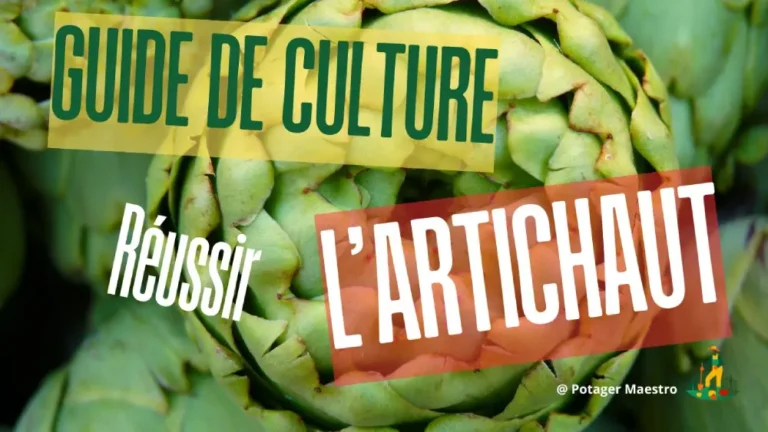 Guide culture artichaut réussir plantation - conseils jardinage potager expert