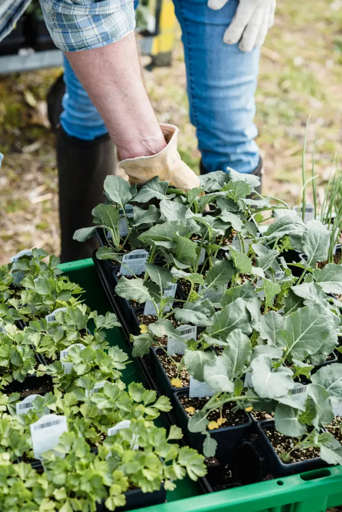 Calendrier des semis et plantations pour mai, par quinzaine et par climat 1 Plants de légumes et aromates en godets prêts à planter en mai pour potager printanier