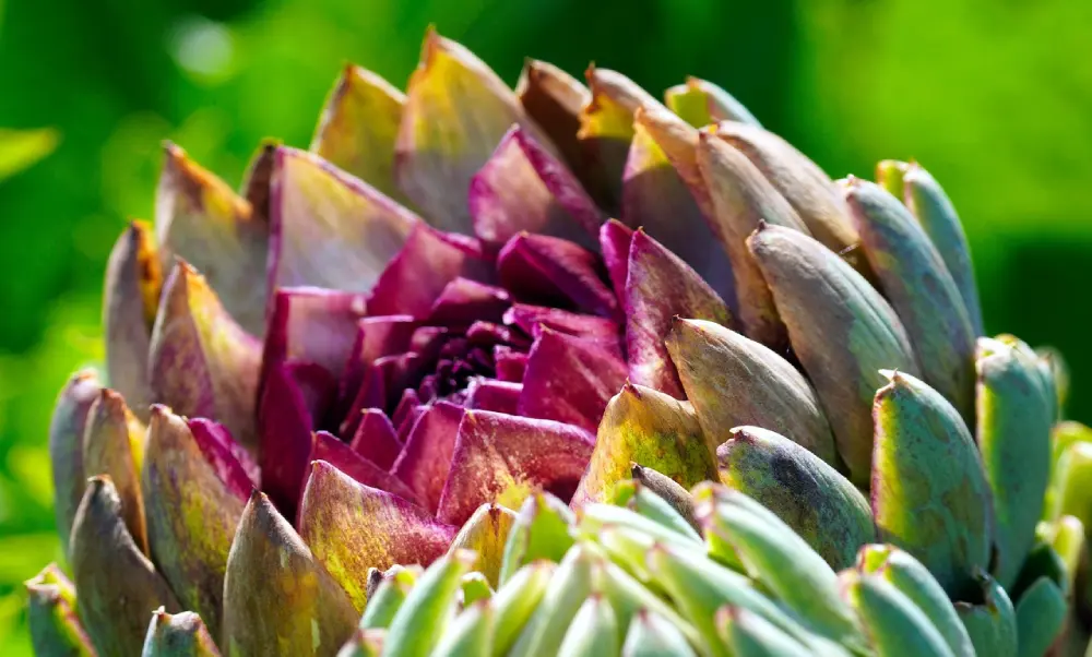 Gros artichaut vert camus Bretagne mature - culture plantation artichaut potager